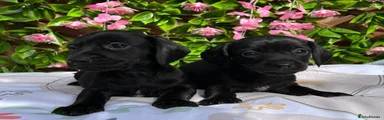 Miniature Dachshund 5