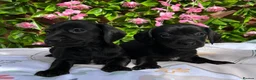 Miniature Dachshund dogs for sale: BEAUTIFUL PETIT LITTER OF MINI KC REG PRA CLEAR - Advert 5