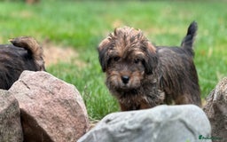 Mixed Breed dogs for sale: Stunning Norfolk terrier x jrt pups ready now - Image 30