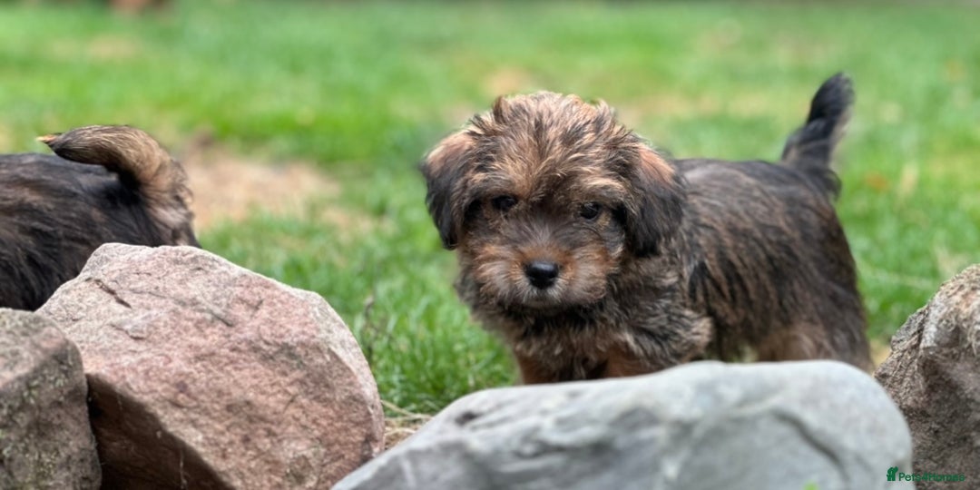 Mixed Breed dogs for sale: Stunning Norfolk terrier x jrt pups ready now - Image 30