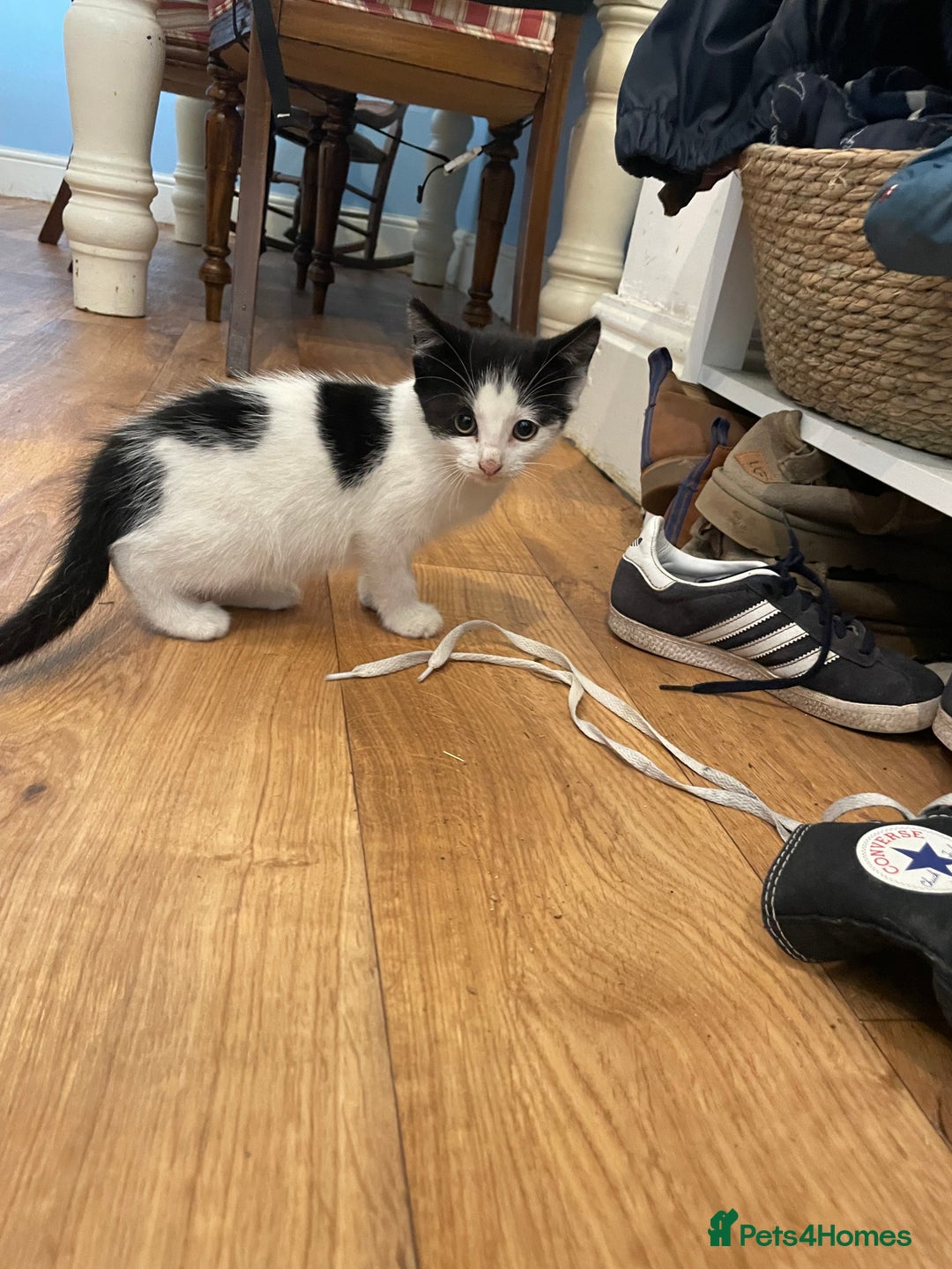 Mixed Breed cats for sale: Black and white kittens  - Image 7