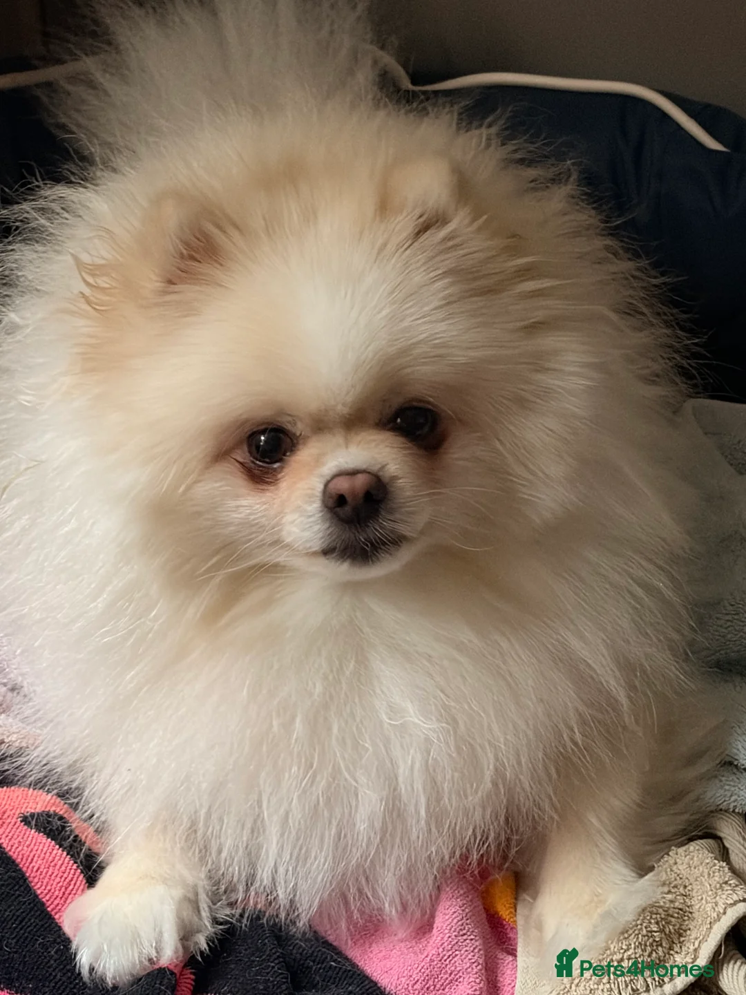 Pomeranian dogs for sale: Beautiful Pomeranian babies - Advert 28
