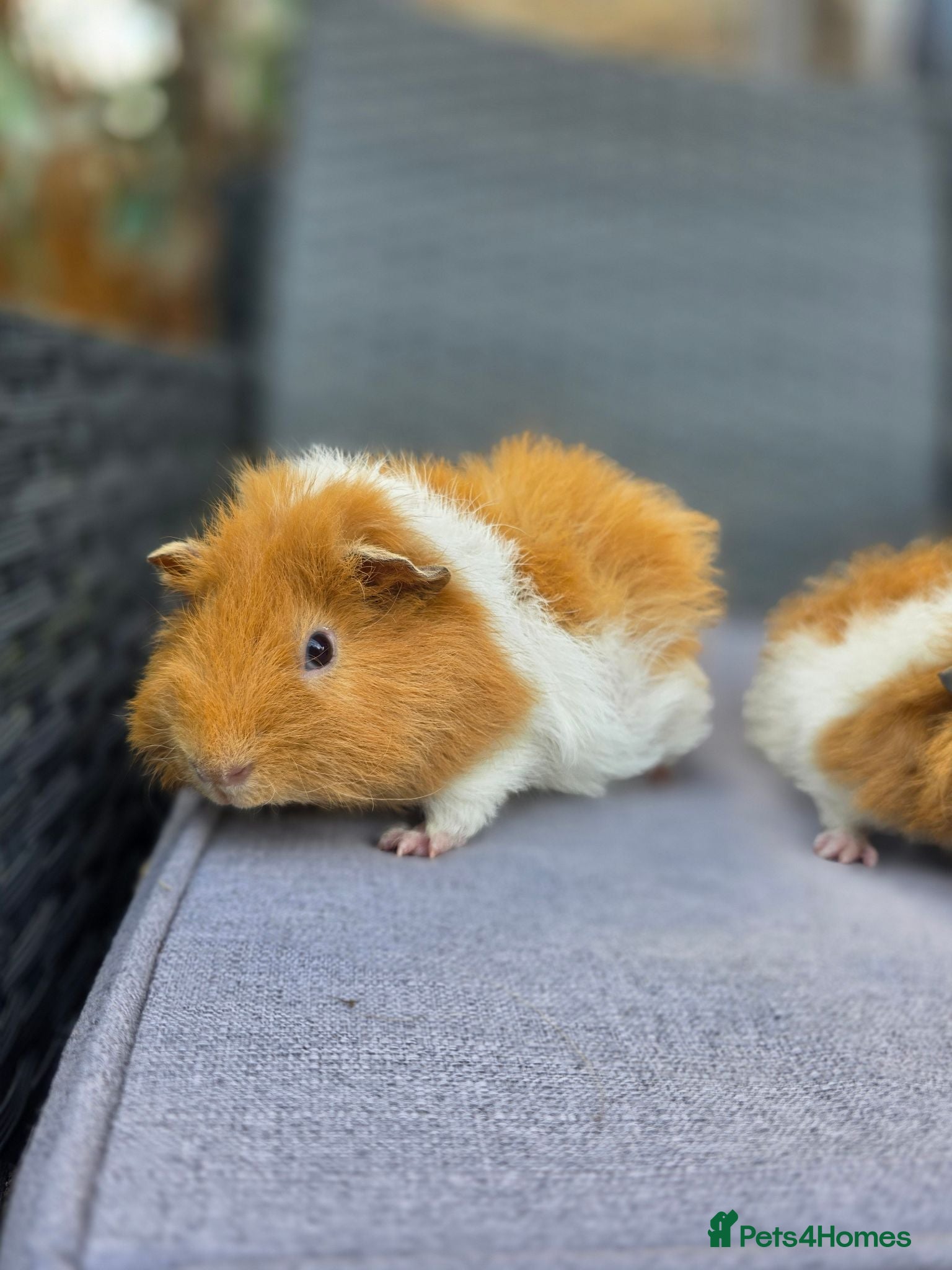 Guinea Pig rodents Bonded boars  - Advert 2
