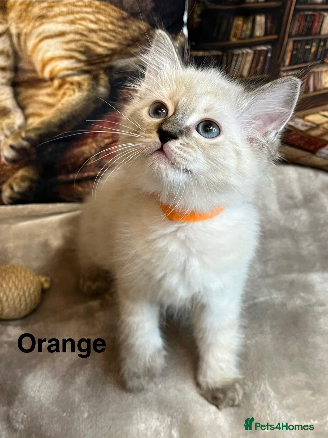 Ragdoll cats for sale: ❤️Amazing Pure Ragdoll Girls Waiting Loving Family - Advert 8