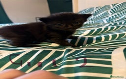 Mixed Breed cats for sale: Domestic Shorthair cross Maine CoonRagdoll kittens - Image 1