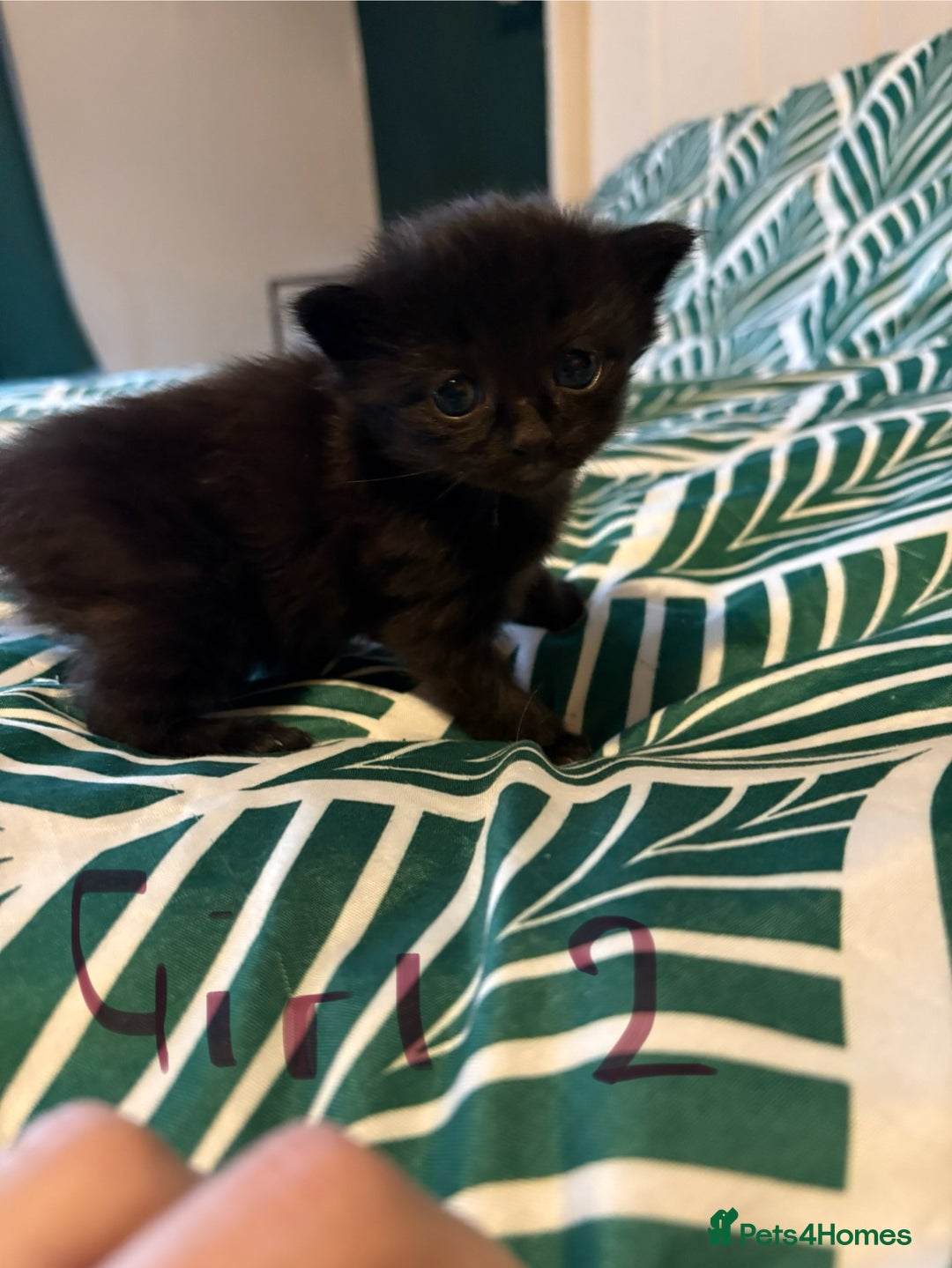 Mixed Breed cats for sale: Domestic Shorthair cross Maine CoonRagdoll kittens - Image 1