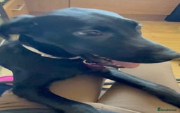 Labrador Retriever dogs for sale: Luna  - Image 4