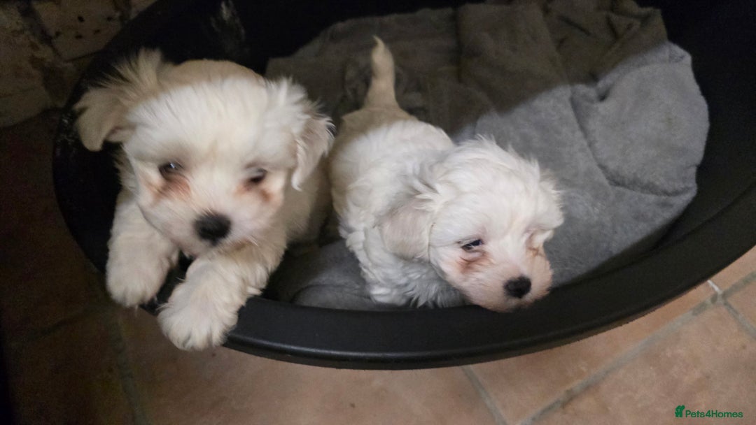 Bichon Frise dogs for sale: Bichon frise  - Image 6