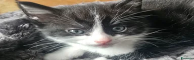 Mixed Breed Kitten 1