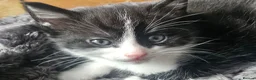 Mixed Breed cats for sale: 2 male kittens - long hair - Advert 3