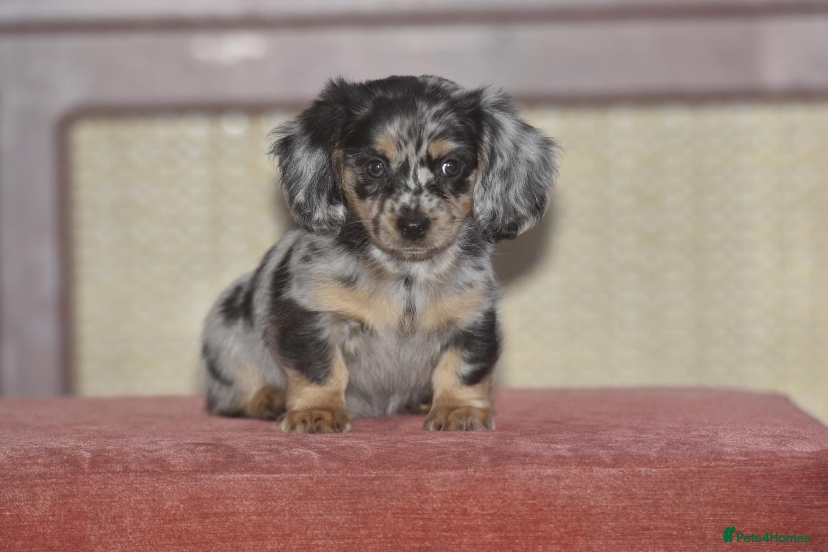 Dachshund dogs Ready to leave - Gorgeous puppies - Advert 8
