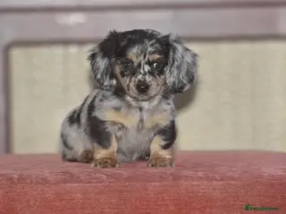 Dachshund dogs Ready to leave - Gorgeous puppies - Advert 8