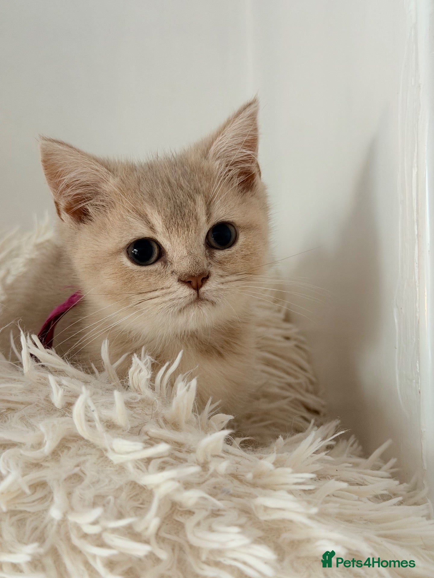 British Shorthair cats Lilac GCCF registered BSH kittens - Advert 2