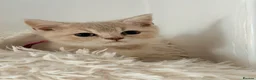 British Shorthair cats for sale: Lilac GCCF registered BSH kittens in Swansea - Advert 2