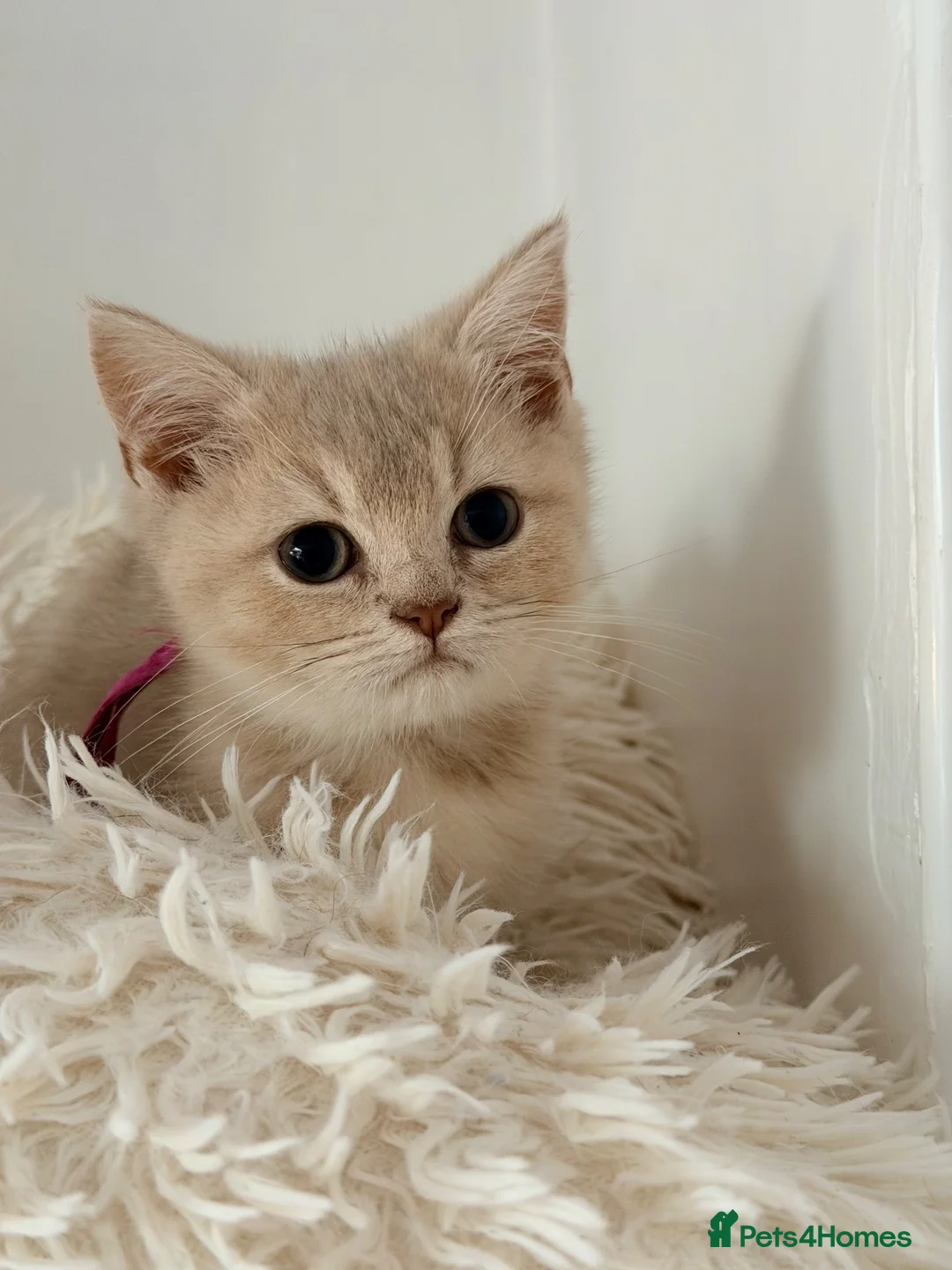 British Shorthair cats for sale: Lilac GCCF registered BSH kittens in Swansea - Advert 2