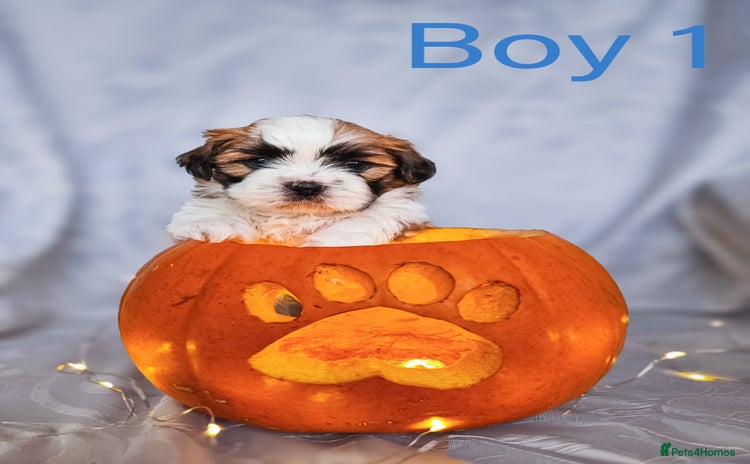 Shih Tzu dogs - Advert 3