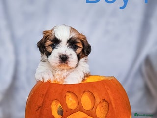 Shih Tzu dogs - Advert 4
