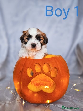 Shih Tzu dogs - Advert 3