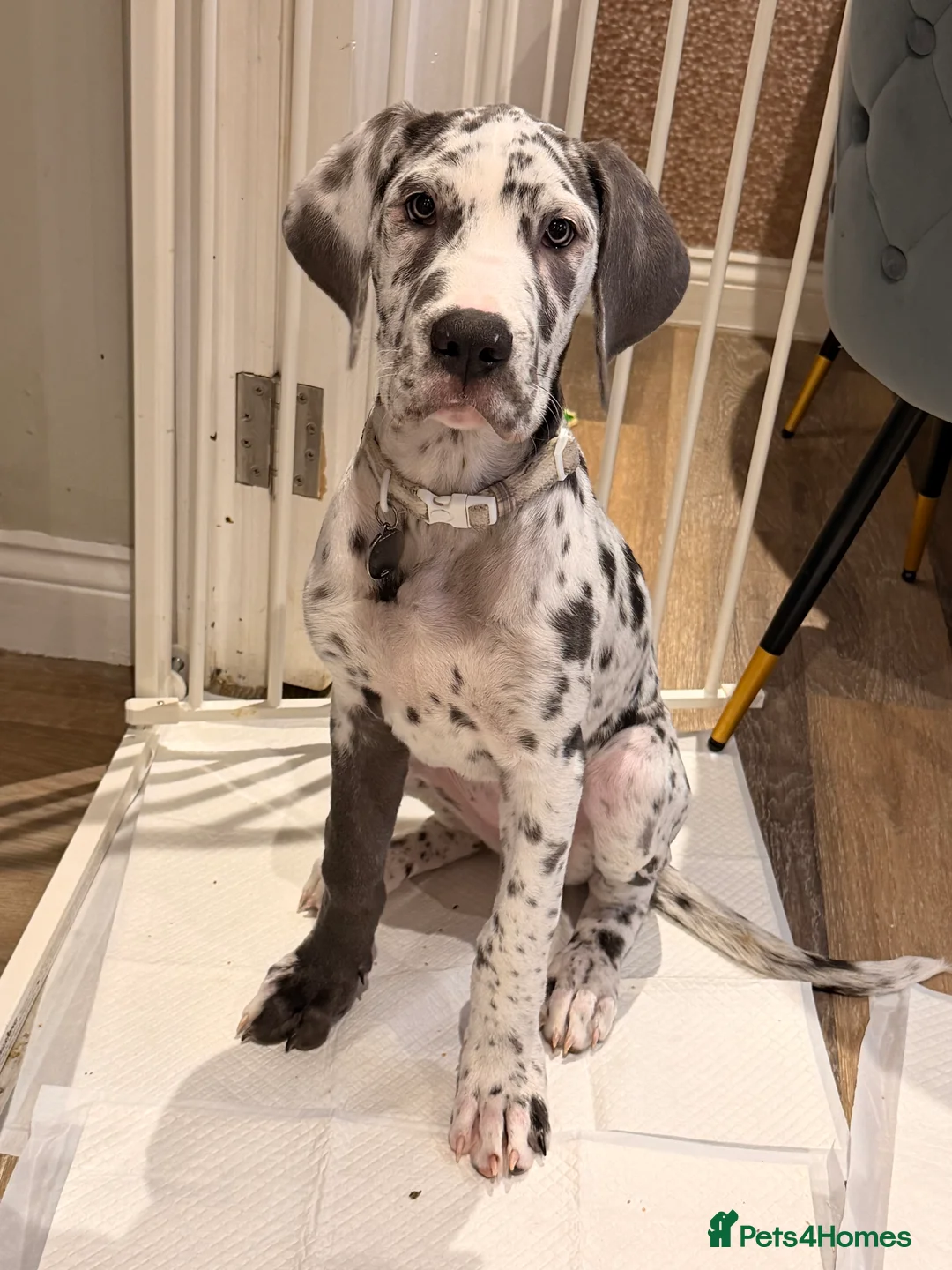 Great Dane dogs for sale: Stunning 16 week old blue harlequin female - Advert 2