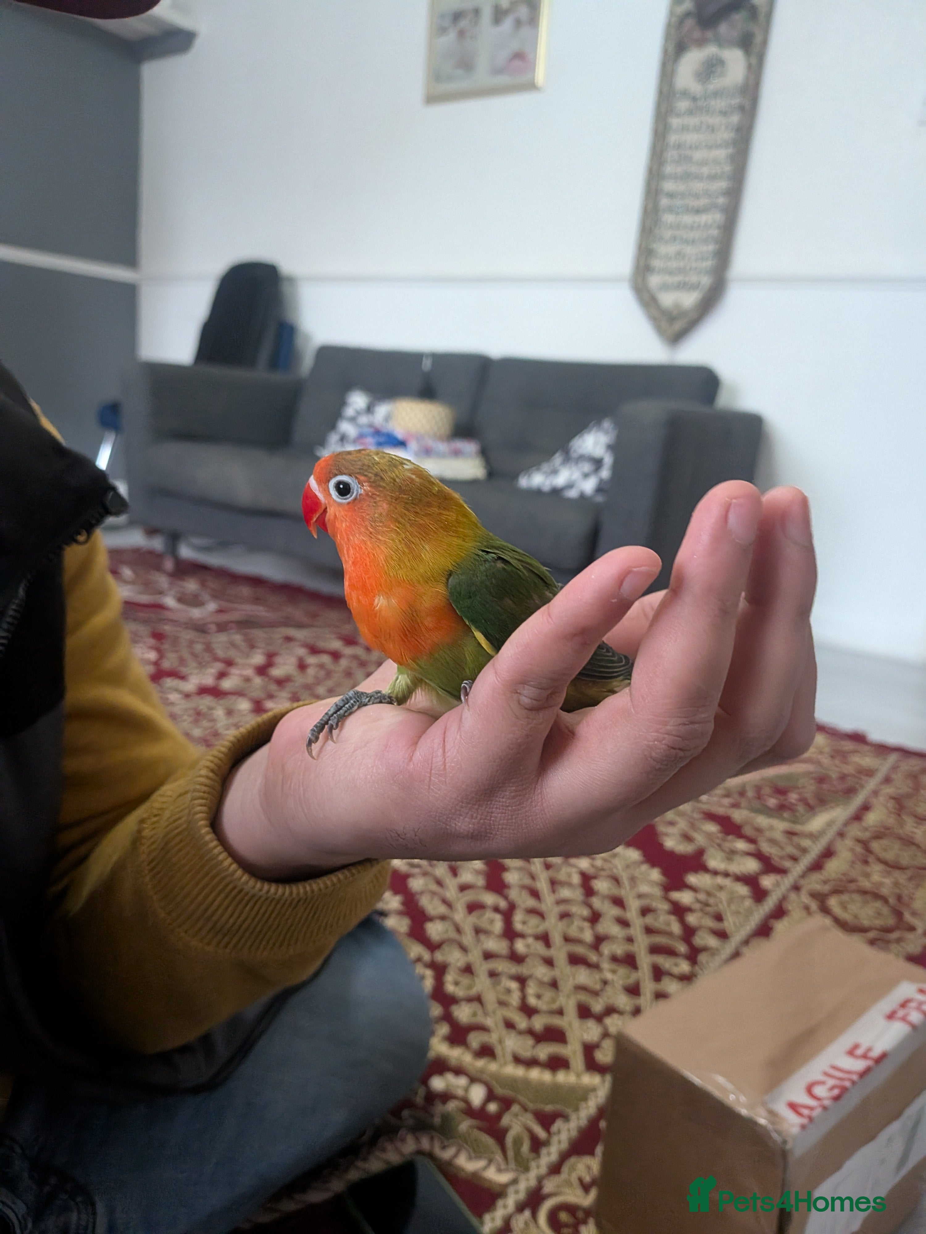 Lovebirds birds 🦜🐦Hand Tamed Baby Love Birds🦜🐦 in London - Advert 17