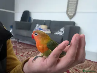 Lovebirds birds 🦜🐦Hand Tamed Baby Love Birds🦜🐦 in London - Advert 4