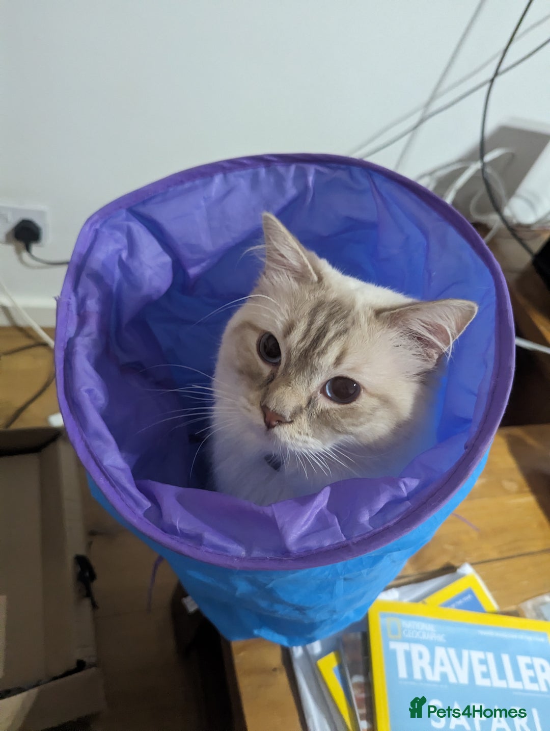 Ragdoll cats for stud: LILAC LYNX POINT RAGDOLL FOR STUD DUTY - Image 5