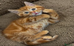 Mixed Breed cats for sale: GORGEOUS SIBERIAN X KITTENS  - Image 14