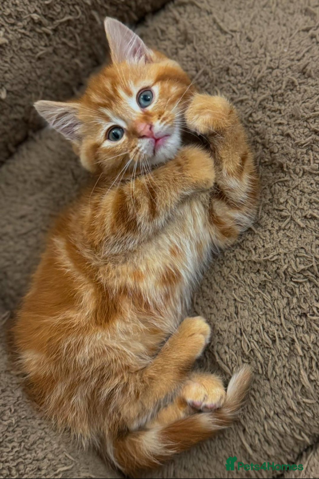Mixed Breed cats for sale: GORGEOUS SIBERIAN X KITTENS  - Image 14