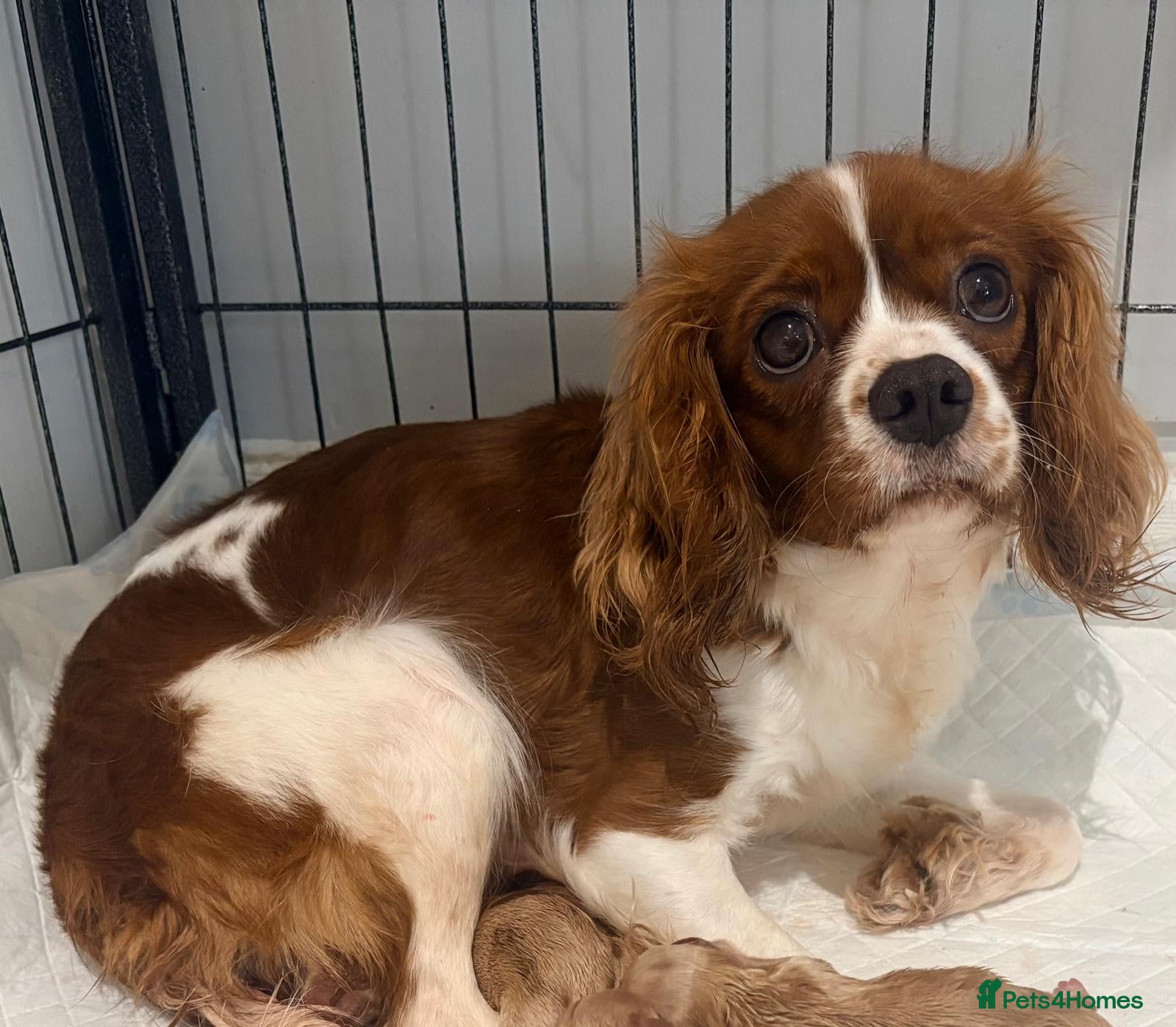 Cavalier King Charles Spaniel dogs Kc reg cavalier puppies - Advert 1