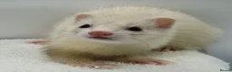 Ferret rodents for sale: Micro Ferrets - Advert 2