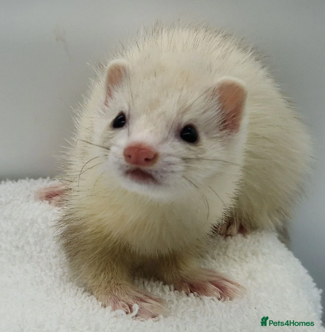 Ferret rodents for sale: Micro Ferrets - Advert 2
