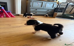 Border Collie dogs for sale: Beautiful border collie puppies available!  - Advert 4