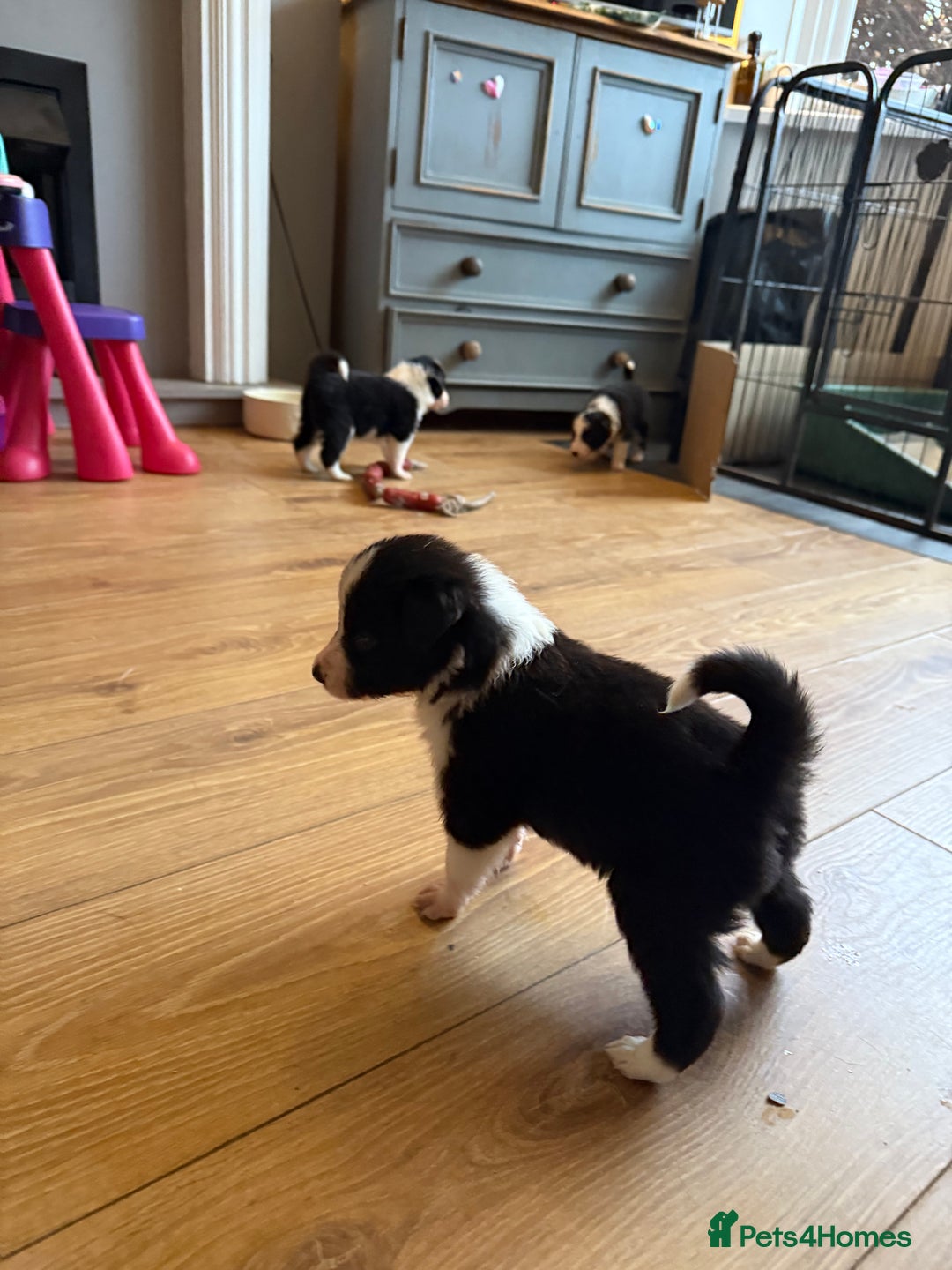 Border Collie dogs for sale: Beautiful border collie puppies available!  - Advert 4