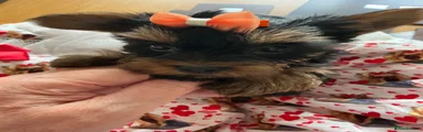Yorkshire Terrier 5