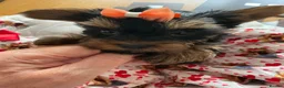 Yorkshire Terrier dogs for sale: 6 Beautiful Quality Kennel Club Registered Puppies in Nottingham - Advert 4