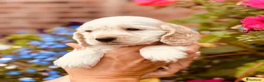 Cocker Spaniel 5