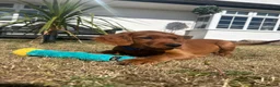 Mixed Breed dogs for sale: Ready now  ☘️ Golden Irish puppies available  ☘️ - Advert 7