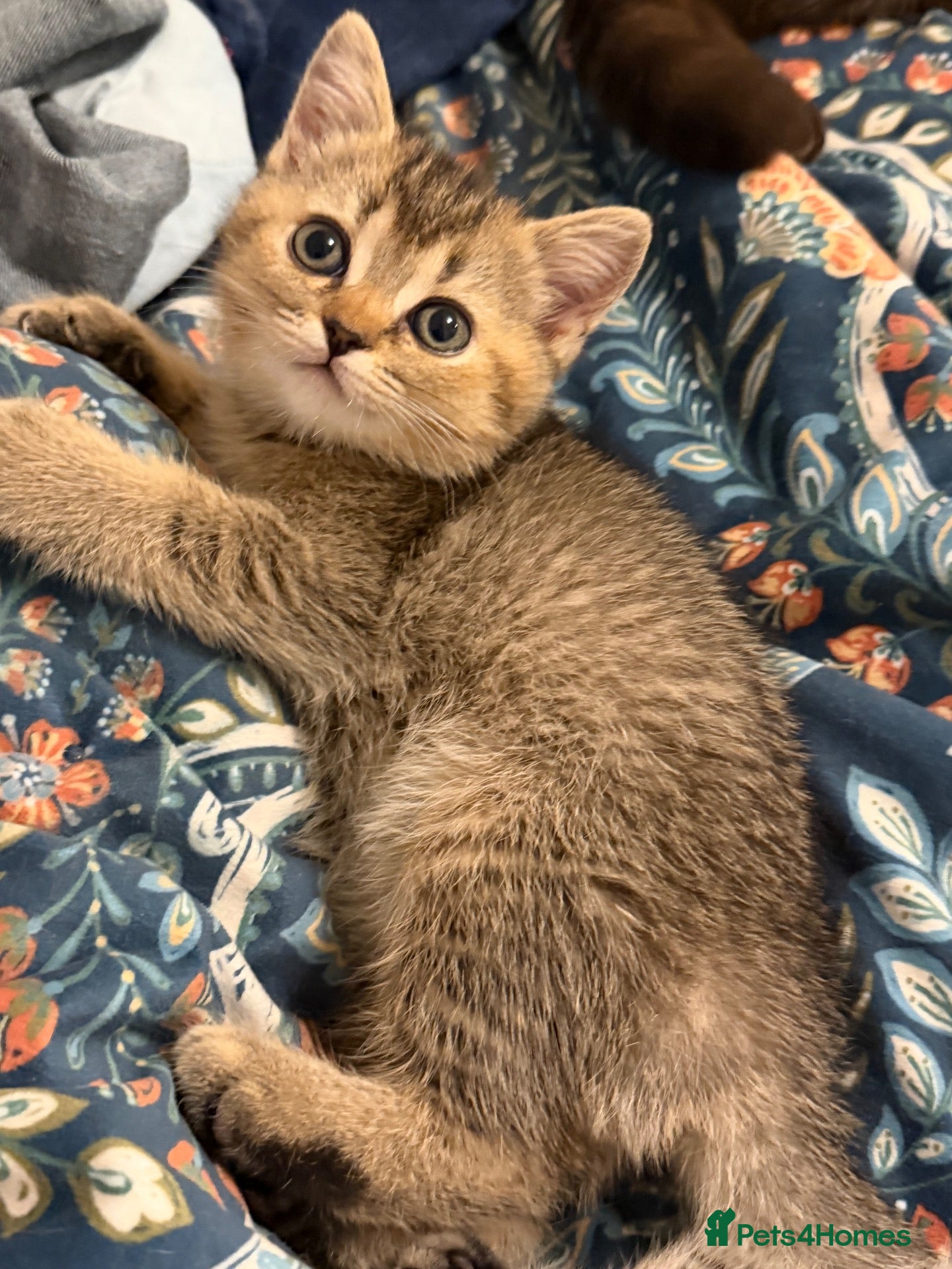 British Shorthair cats BSH golden chinchila Tica registered 💝🌟🥇🥇🥇🥇 - Advert 2