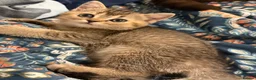 British Shorthair cats for sale: BSH golden chinchila Tica registered 💝🌟🥇🥇🥇🥇 - Advert 2