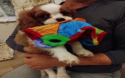 Cavalier King Charles Spaniel dogs for sale: 2beautiful king charles boys  - Image 3