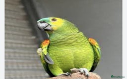 Parrots birds for sale: WANTED PLEASE! - Image 2