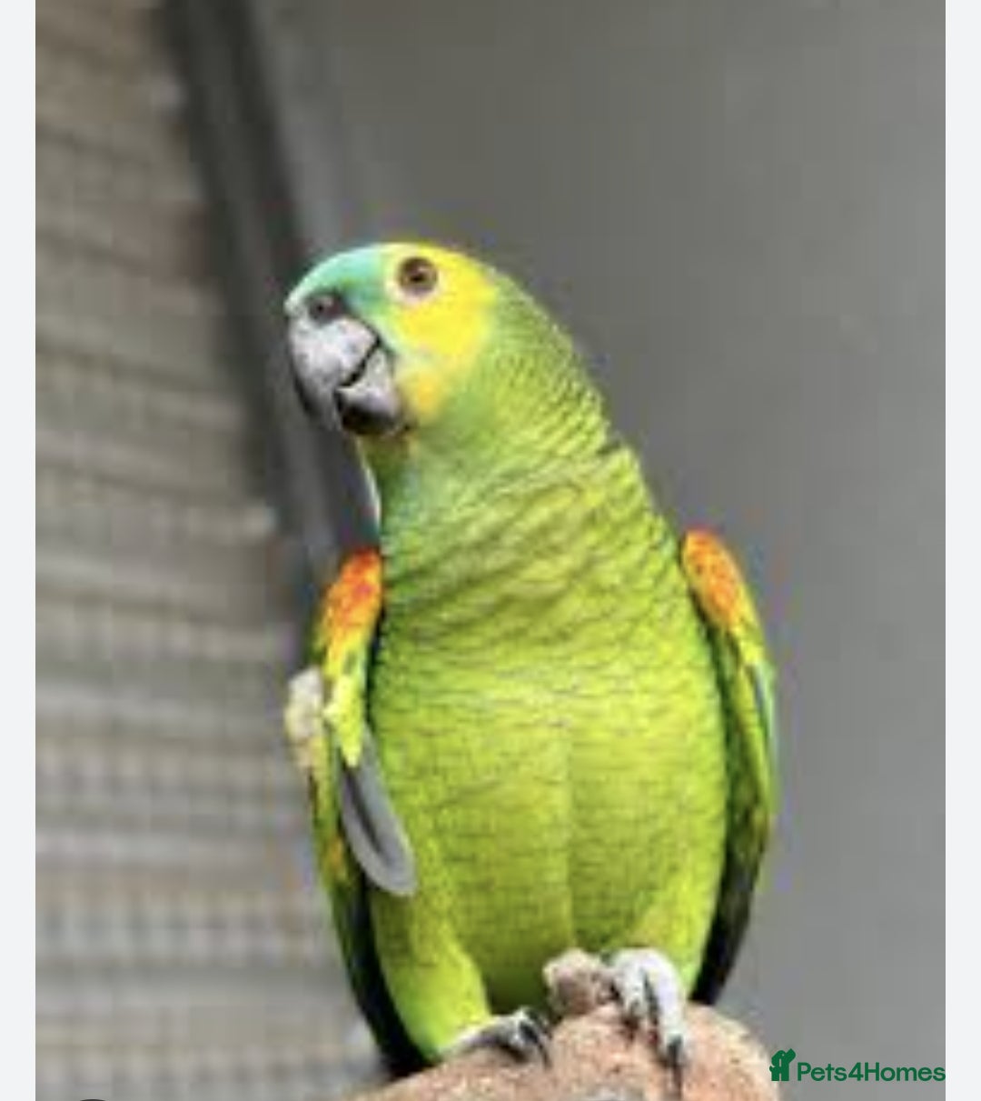 Parrots birds for sale: WANTED PLEASE! - Image 2