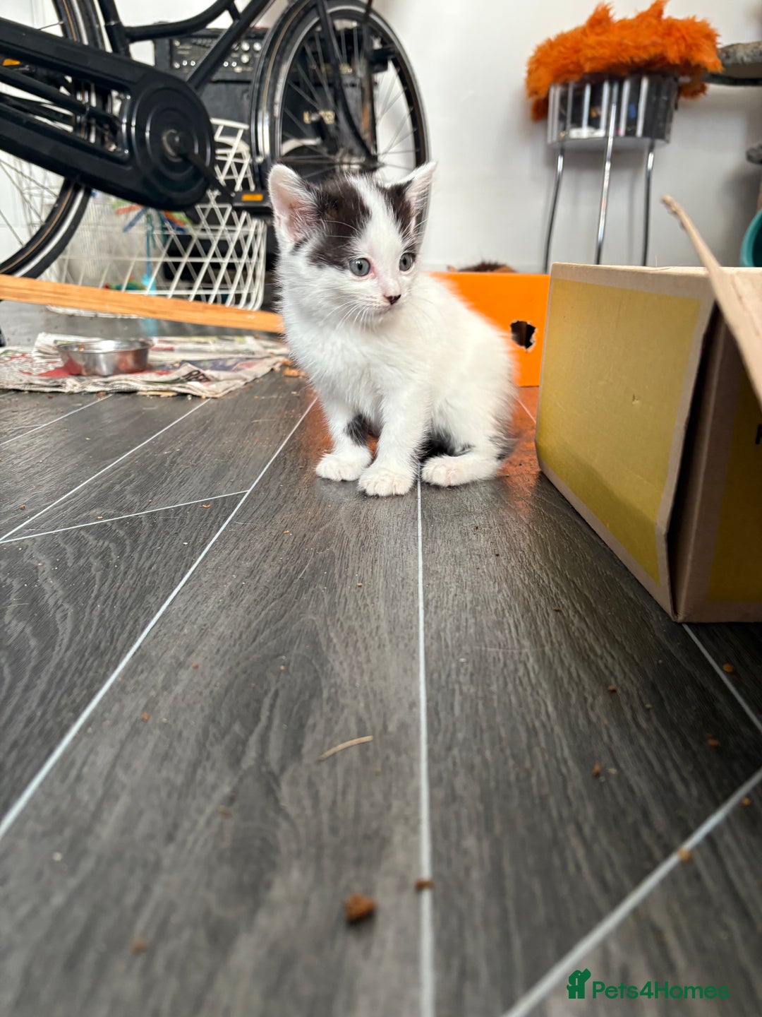 Domestic Shorthair cats for sale: Three kittens left - Image 2