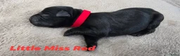 Labrador Retriever dogs for sale: KC Registered Labrador Pups  - Advert 13