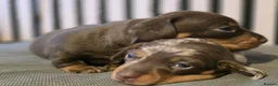 Miniature Dachshund dogs for sale: Pedigree miniature Dachshund baby girls - Advert 11