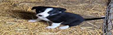 Border Collie 2
