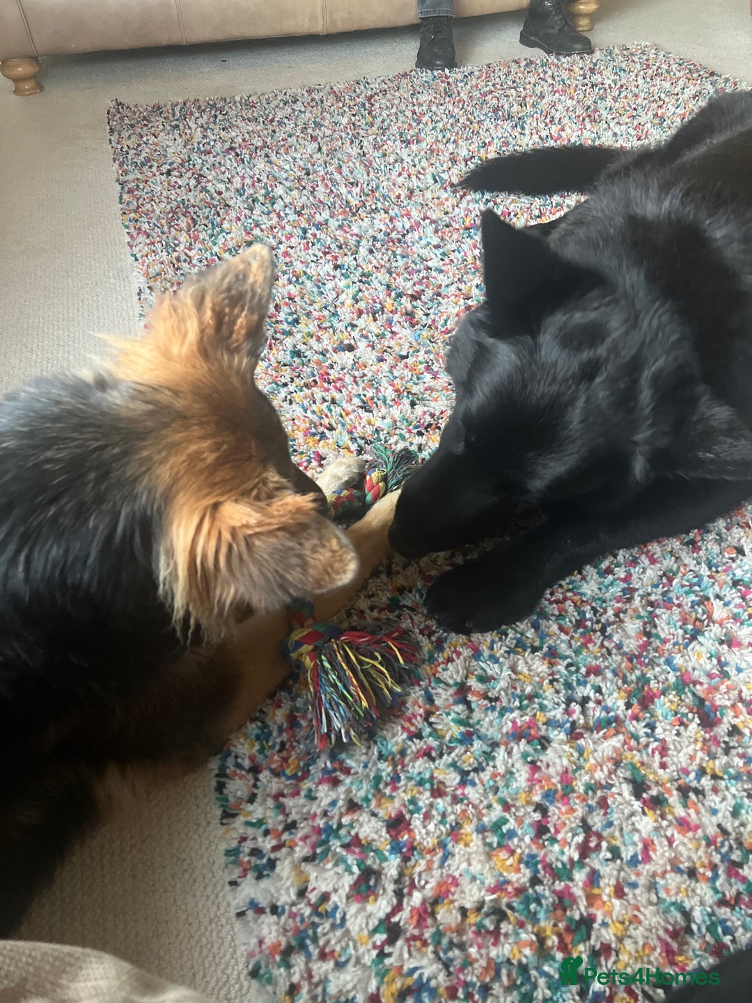 German Shepherd dogs for sale: Black German shepherd  - Advert 3