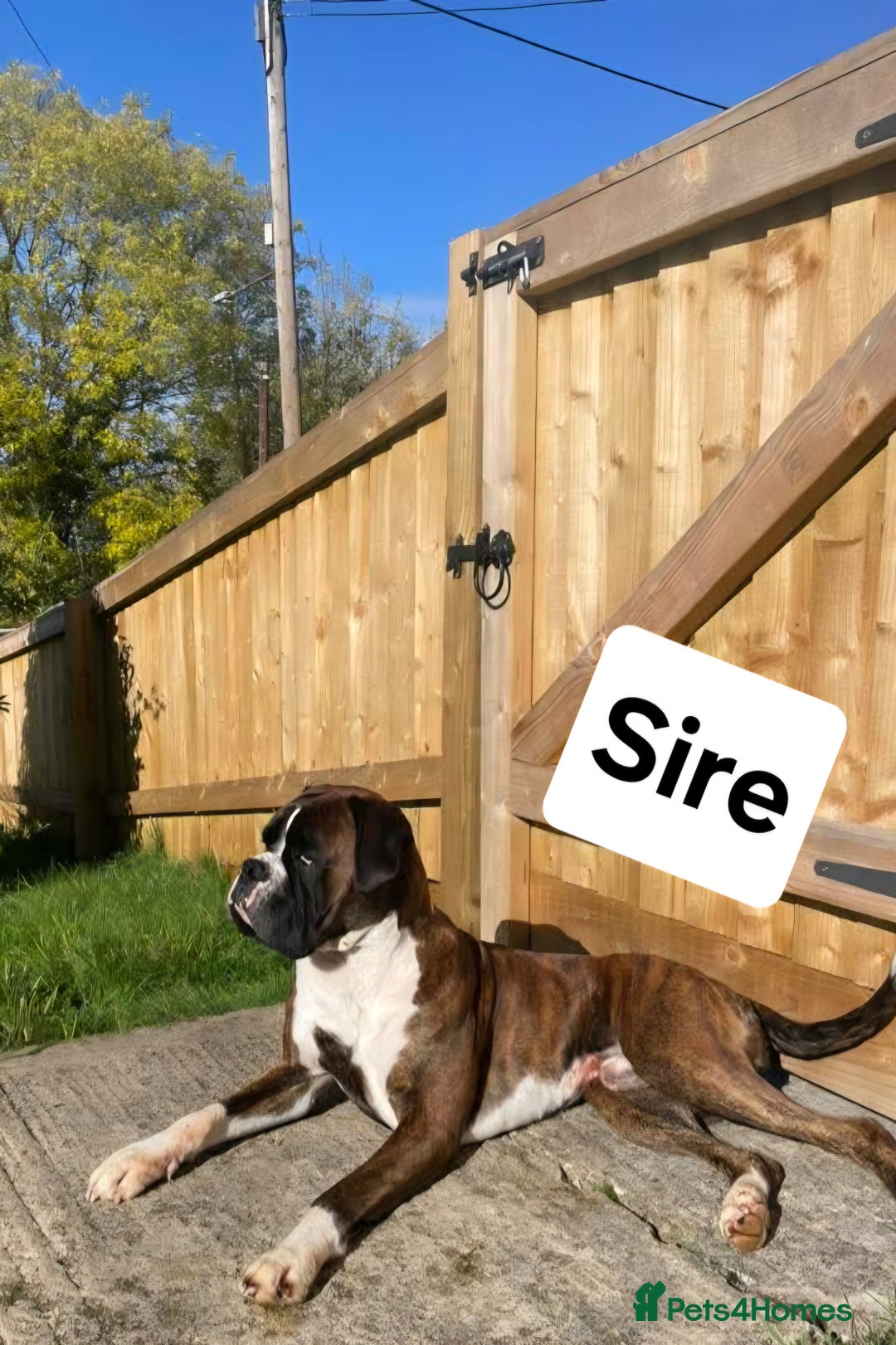 Boxer dogs for sale: 7 Beautiful Boxer Chunky Puppies - Advert 10