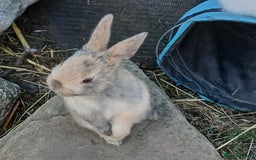 Mixed Breed rabbits for sale: 5 beautiful little rabbits - Image 5