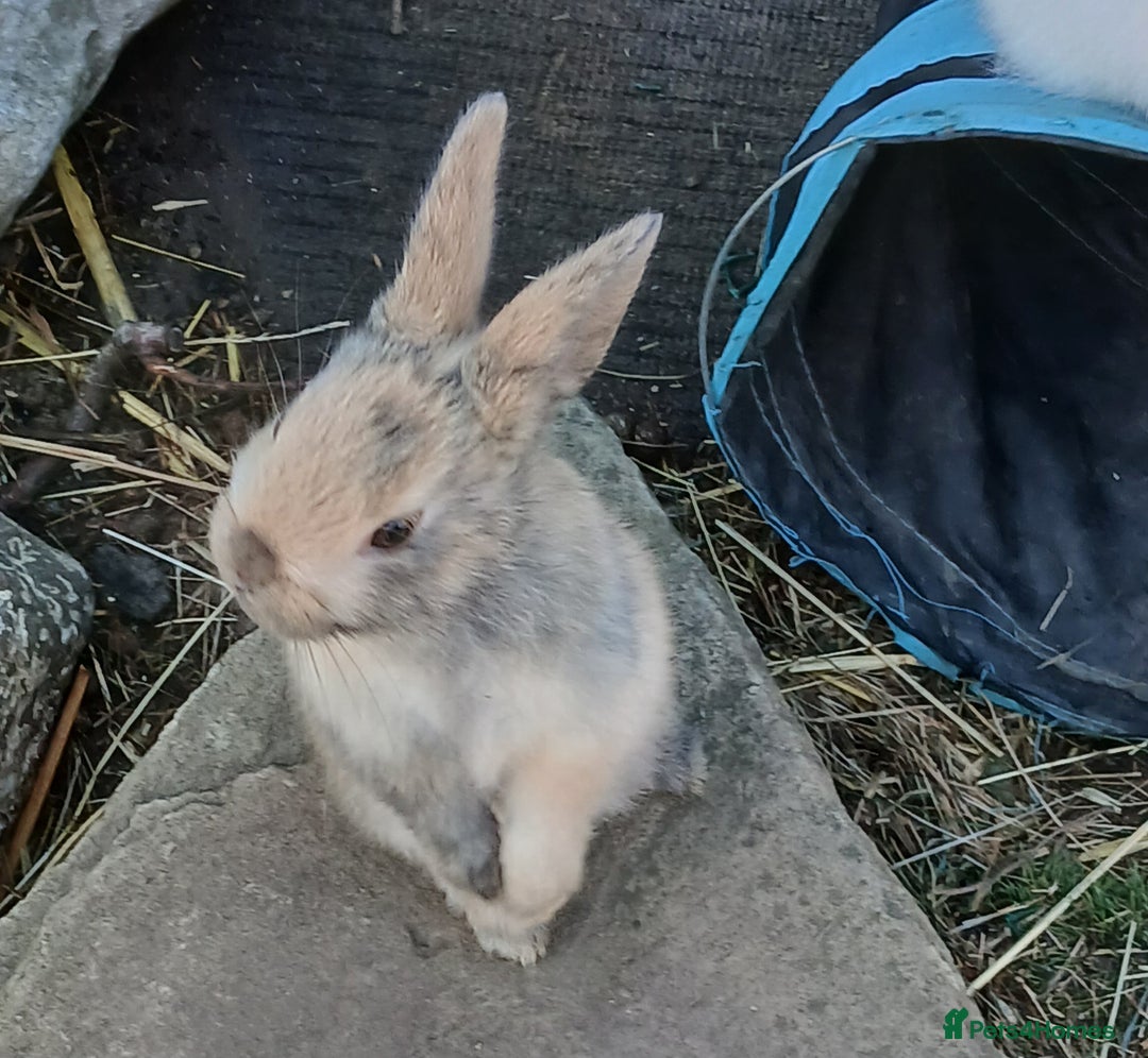 Mixed Breed rabbits for sale: 5 beautiful little rabbits - Image 5